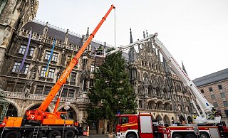 Feuerwehrleute stellen mit Hilfe eines Krans den Weihnachtsbaum auf dem Münchner Marienplatz auf. - Lennart Preiss/dpa