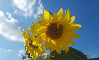 Sonnenblume Sommer Sommerwetter - David Schellenberg