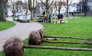 Knapp acht Monate nach dem verheerenden Tornado wurden die ersten neun neuen Laubbäume im Riemekepark geplanzt. - Ralph Meyer