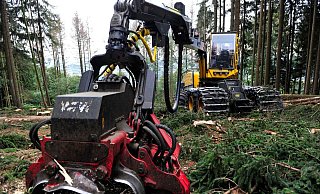 Das Forstamt nahm im September Bäume mit Borkenkäferbefall aus dem Rödinghauser Wald. - Gemeinde Rödinghausen