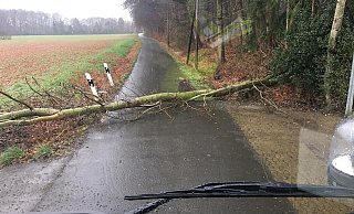 Arbeitsreiche Zeit für die Feuerwehr in Herford. Zahlreiche Bäume wurden vom Sturm entwurzelt. - FW Herford
