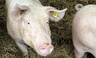 Die Afrikanische Schweinepest (ASP) ist in Olpe und zuletzt auch im Kreis Siegen-Wittgenstein bestätigt worden. Die Schutzmaßnahmen in NRW laufen auf Hochtouren. - Westfälisch-Lippischer Landwirtschaftsverband