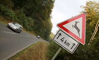 Achtung: Die Polizei warnt vor Wildunfällen. - David Schellenberg