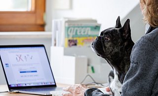 Gut fürs Betriebsklima: Wenn man seinen Hund mit zur Arbeit nehmen kann, profitieren viele Seiten. - Daniel Karmann/dpa