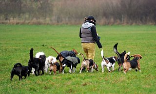 Besser als allein zu Haus: Dogwalker ermöglichen Hunden, im Rudel Gassi zu gehen und mit Artgenossen herumzutoben. - picture alliance / dpa