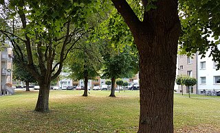 Gemäß der Baumschutzordnung wäre es in Paderborn verboten, geschützte Bäume zu entfernen, zu zerstören, zu schädigen, oder ihren Aufbau wesentlich zu verändern. - Birger Berbüsse