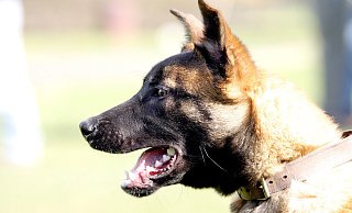 Auf seiner Flucht lief der Schäferhund-Mischling vom Adenauerplatz bis nach Quelle. Dort fing seine Besitzerin ihn ein. - Stefan Boscher Auf seiner Flucht lief der Schäferhund-Mischling vom Adenauerplatz bis nach Quelle. Dort fing seine Besitzerin ihn ein. - Stefan Boscher
