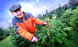 Nomen est omen: Manfred Grünebaum startet am 10. Dezember in St. Vit seinen Weihnachtsbaumverkauf ab Hof. - Andreas Frücht