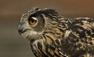 In der laufenden Seuchenzug-Saison ist der tote Uhu der erste Fund eines infizierten Wildtieres im Kreis Gütersloh. - Symbolfoto/ Pixabay