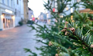 Bei den Bäumen handelt sich um Nordmann- und Balsamtannen von einer ostwestfälischen Plantage. - Stadt Paderborn