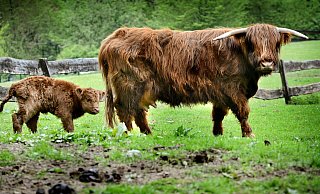 Hochlandrinder stehen in Bünde auch an anderer Stelle an der Else. Im Doberg sollen Vertreter dieser ältesten registrierten Viehrasse auch bald weiden. Sie gelten als „halbe Wildtiere“ und werden häufig in Beweidungsprojekten eingesetzt. - Barbara Franke