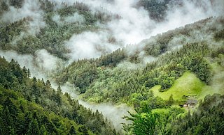 Möglicherweise ist die Vermisste abseits der Wanderroute im Schwarzwald unterwegs gewesen. - (Symbolbild) Pixabay