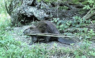 Biber sieht man auch an den Gewässern im Kreis Höxter nur selten: Die Nager sind dämmerungs- und nachtaktiv. Ihre Spuren sind jedoch deutlich. Jetzt haben die süßen Tiere Nachwuchs. - Landschaftsstation
