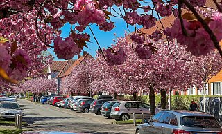 Die Allee „Auf dem langen Kampe“ erstrahlt in voller Kirschblütenpracht. Am Wochenende findet dort ein Straßenfest im 5. Kanton statt. - Andreas Zobe