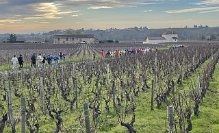 Morgens war es noch ganz schön frisch als es für die Läufer durch die Weinberge ging. - Carola Drabon