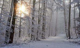 Sieht's so bald im Teutoburger Wald aus? - Pixabay
