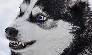 Zwei Huskys haben Alpakas gejagt. - Symbolbild: Pixabay