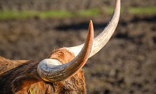 Ein unerwarteter Anblick erwartet Spaziergänger mitten im Teuto an der Bielefelder Waterbör. - Andreas Zobe