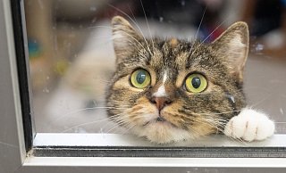So langweilig: Es gibt aber Möglichkeiten, damit Katzen in der Wohnung auch im Herbst gut beschäftigt sind. - Boris Roessler/dpa/dpa-tmn