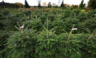 Bundesweit werden dem Verband zufolge jährlich zwischen 23 und 25 Millionen Weihnachtsbäume verkauft. (Archivfoto) - Karl-Josef Hildenbrand/dpa