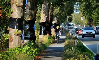 Weil die Bäume entlang der B 61 mit weißer Farbe bemalt wurden, hat Straßen.NRW die Linden mit Folie umwickelt - um Autofahrer nicht abzulenken. - Andreas Frücht