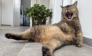 Das ist Kater Chucky (ca. 5 Jahre alt), British Kurzhaar und ein sanfter kuschelbedürftiger Riese, den Marina Hagemeier-Schnier aus dem Tierheim übernommen hat. - Marina Hagemeier-Schnier