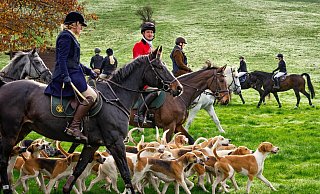 Jagdhörner erklingen und lautes Hundegebell folgt, die Hubertus-Reitjagd in den Sollingortschaften Neuhaus i.S. und Silberborn ist zurück! - ANDREAS_RISSEL