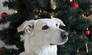 Mit ein wenig Vorsicht und viel Ruhe wird die Adventszeit mit Tier entspannt und sicher. - Tasso e.V.