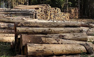 Holz kann auf verschiedene Weise genutzt werden und wärmen. Frisch geschlagenes Holz gibt es derzeit aber noch nicht im Wald. - Simone Flörke