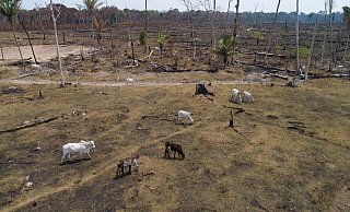 Rinder grasen auf einem verbrannten und abgeholzten Feld nahe Canutama in Brasilien. - Andre Penner/AP/dpa