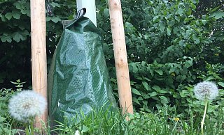 Wegen der Trockenheit wurden junge Bäume mit Wassersäcken ausgestattet. - Susanne Lahr