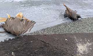 Nicht alle der Singvögel überlebten die Tortur. - A. Hillebrand
