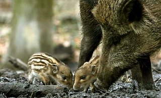 Vorsichtmaßnahmen: Im Kreis Paderborn wird unter anderem ein zentraler Sammelplatz für tote Wildschweine eingerichtet. - picture alliance / dpa