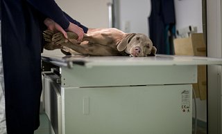 Quält sich ein Tier, hier ein Symbolbild, ist es mitunter die beste Entscheidung, es von seinem Leid zu erlösen. Das sollte aus fachkundiger Hand eines Tierarztes geschehen. - Frank Rumpenhorst/dpa/dpa-tmn