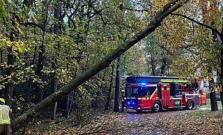 Der umgestürzte Baum war eine Gefahr für Bewohner und Passanten am Bad Lippspringer Schützenweg. - Feuerwehr Bad Lippspringe