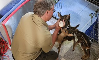 Die Fotos dürfen nur auf Entfernung gemacht werden, denn die Kitze sollen möglichst wenig Menschenkontakt haben. Außer natürlich zu Naturfilmer Robin Jähne, der die verwaisten Tierkinder mit der Flasche großziehen musste, damit sie überleben. - Astrid Sewing