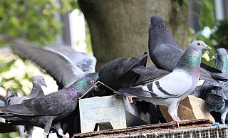 Zwei Tauben in der Paderborner Innenstadt wurden mutmaßlich die Köpfe abgerissen. - Rajkumar Mukherjee (Symbolfoto)