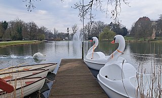 Bis auf Weiteres bleiben die Boote im Trockenen. Nur noch echte Schwäne sollen auf dem Kurparksee schwimmen. - Annika Langhagel