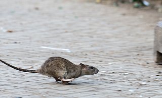 Bünderinnen und Bünder haben sich zuletzt wegen Ratten an die Redaktion gewandt. - dpa