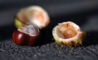 Herbstgefahr: Herabfallende Kastanien und Eicheln können Blech und Lack von Autos beschädigen. - Jochen Lübke/dpa/dpa-tmn