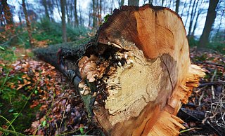 Der Regen und der Schnee haben bislang nur die oberste Bodenschicht durchfeuchtet. Die tiefen Bodenschichten sind weiterhin viel zu trocken. Sollte es nicht deutlich mehr regnen, steht den Wäldern ein schweres Jahr bevor. - Sarah Jonek