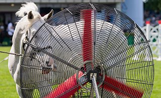 Für die Kühlung der Pferde gibt es beim CHIO Ventilatoren. - Rolf Vennenbernd/dpa