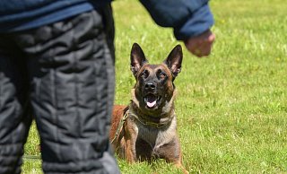Ein Polizeihund hat sich im Wald von der Leine seines Herrchens losgerissen, einen Radler umgerissen und schwer verletzt. - Symbolfoto: Polizei