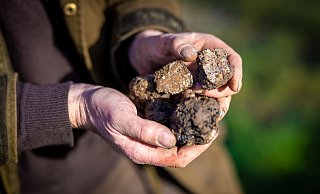 Frisch geerntet: Ein Trüffelbauer hält das «schwarze Gold» in den Händen. - Moritz Frankenberg/dpa/dpa-tmn
