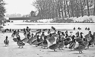 Gefroren hat es heuer: Wo das Bübchen auf dem Eise noch aufpassen muss, können die Enten stehen. Winter, in denen die Flüsse zufrieren, werden seltener. - Heino Uekermann