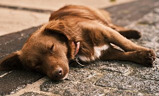 Der entführte Hund wurde offenbar kreuz und quer durch Bielefeld geführt. - Symbolfoto: Pixabay / Creative Commons Der entführte Hund wurde offenbar kreuz und quer durch Bielefeld geführt. - Symbolfoto: Pixabay / Creative Commons