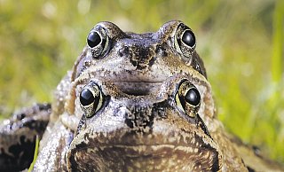 Als Paar unterwegs: Erdkrötenmännchen lassen sich von den Weibchen auf dem Rücken tragen. So gelangen sie dann als Duo zum Laichplatz. Häufig aber sterben sie auf dem Weg dorthin, weil sie von Autos überfahren werden. - Frank Grawe