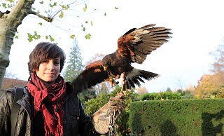 Mit ihrem Wüstenbussard Diaz macht Falknerin Sara Russo den Kaninchen auf dem Friedhof das Leben ungemütlich. - Frank-Michael Kiel-Steinkamp
