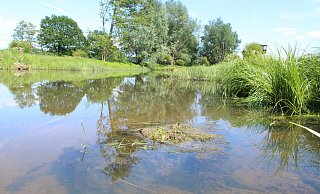 An den artgerecht gestalteten Gewässern kann die Population von Amphibien im Kreis Höxter wieder zunehmen. - Burkhard Battran