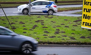 Ausgerechnet auf einer Verkehrsinsel mitten auf dem Adenauerplatz sind die Tiere unterwegs. Was haben sie hier zu suchen? - Andreas Zobe Ausgerechnet auf einer Verkehrsinsel mitten auf dem Adenauerplatz sind die Tiere unterwegs. Was haben sie hier zu suchen? - Andreas Zobe